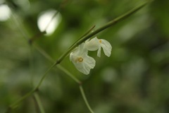 Schumannianthus virgatus